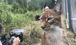 Telecamere Panasonic: le straordinarie riprese delle linci per il documentario “SNOW CATS & ME” della BBC2